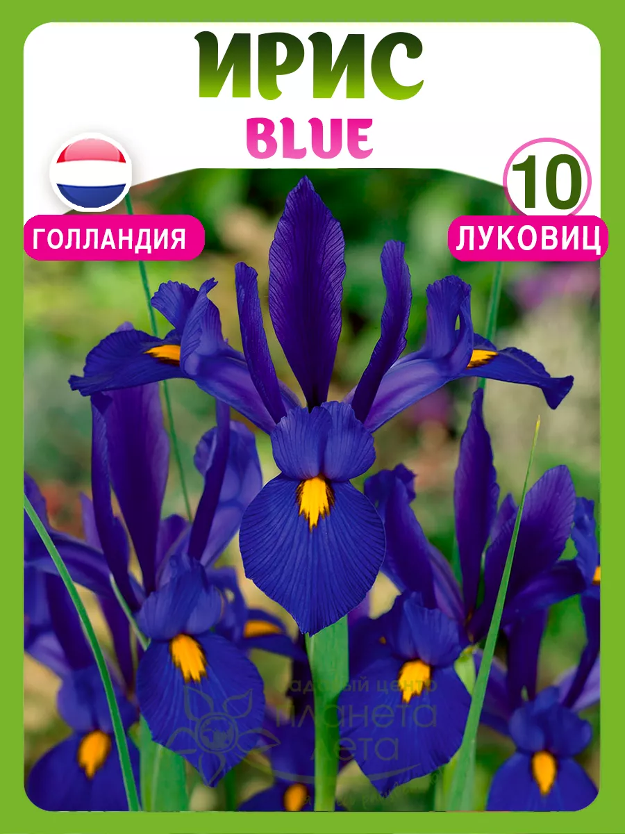 Ирисы луковицы Blue МП Планета Лета 178335066 купить в интернет-магазине  Wildberries