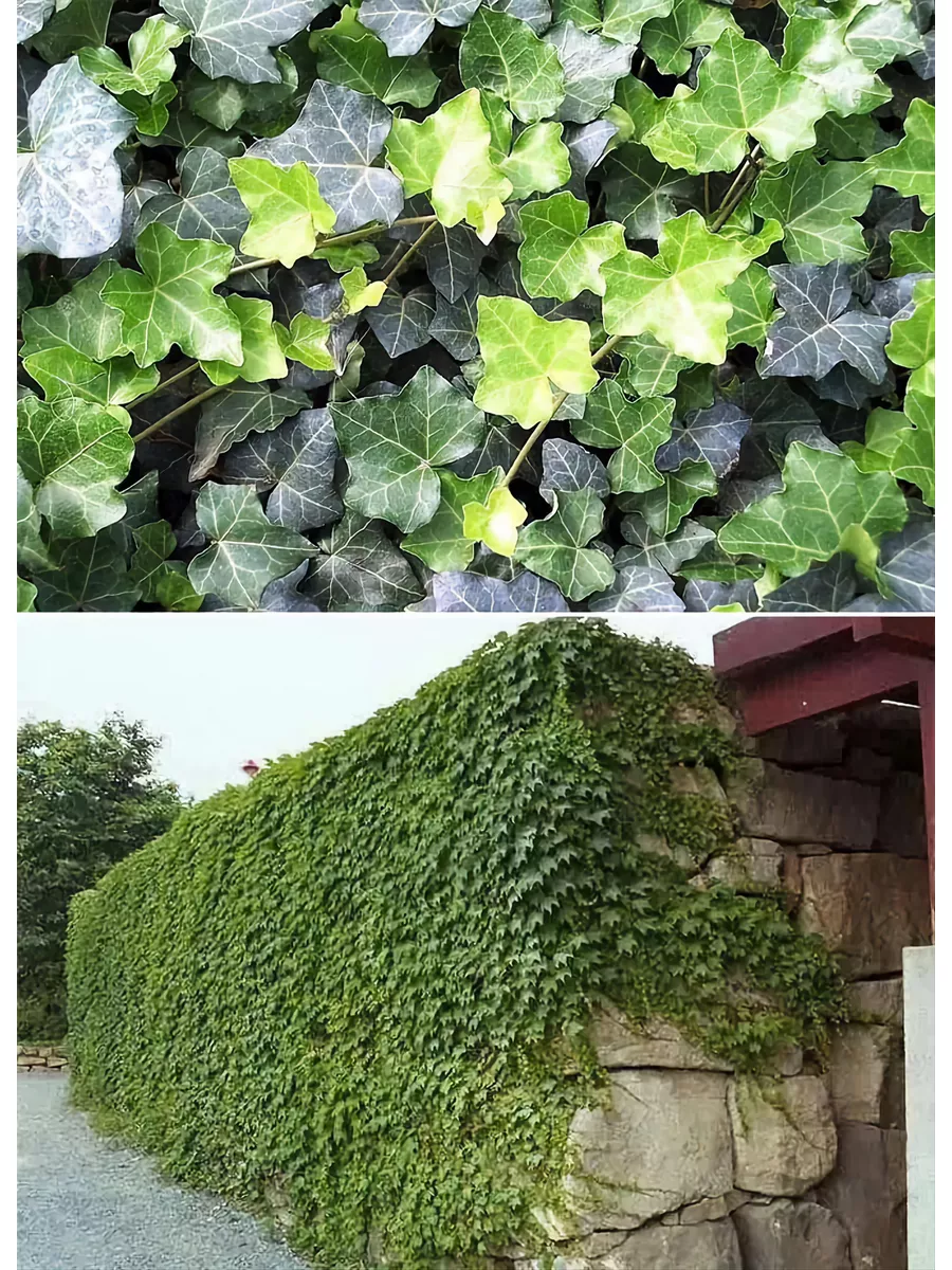 Купить Плющ Садовый Вечнозеленый Морозостойкий