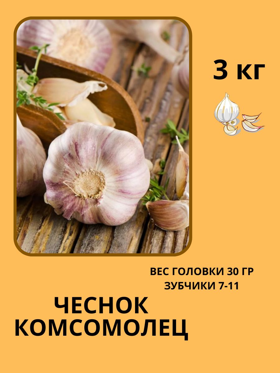 Чеснок комсомолец описание