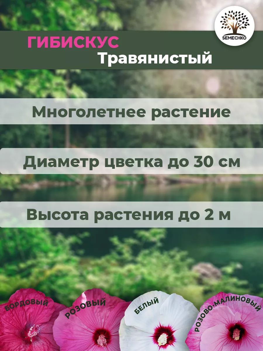 Выращивание садового гибискуса и уход за ним. Виды, зимовка, размножение. Фото — Ботаничка