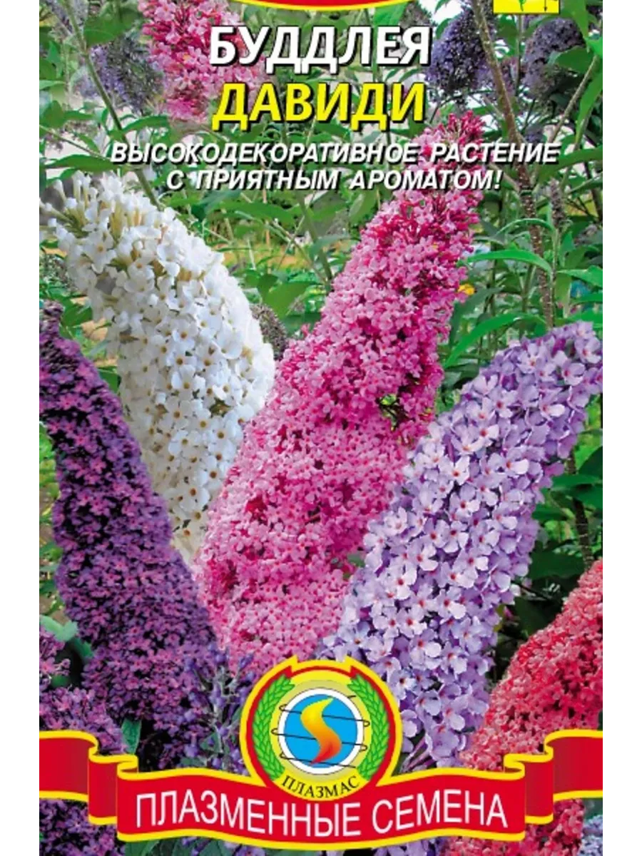 Буддлея Давида, смесь окрасок ДАЧА ОНЛАЙН 178580045 купить за 262 ₽ в  интернет-магазине Wildberries