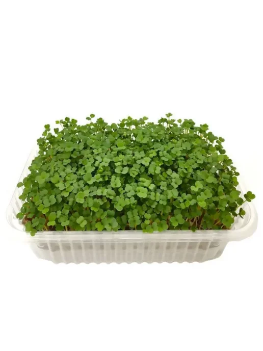 mGreen's Набор для выращивания микрозелени, вариант, фото 7