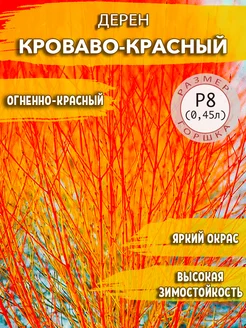 Дерен кроваво-красный Садовые Растения 178653295 купить за 359 ₽ в интернет-магазине Wildberries