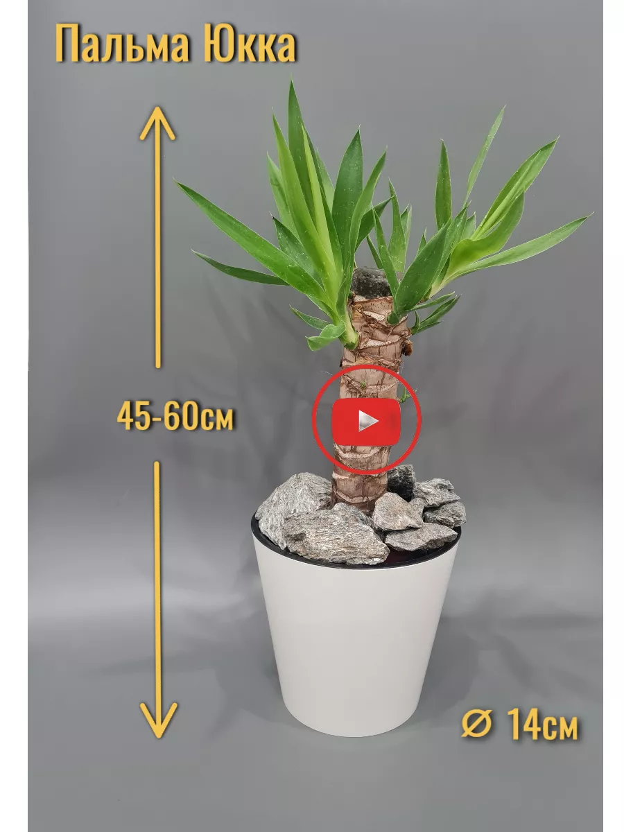 Пальма Юкка живое комнатное растение 45-60см Комнатные растения и Саженцы  178677609 купить в интернет-магазине Wildberries