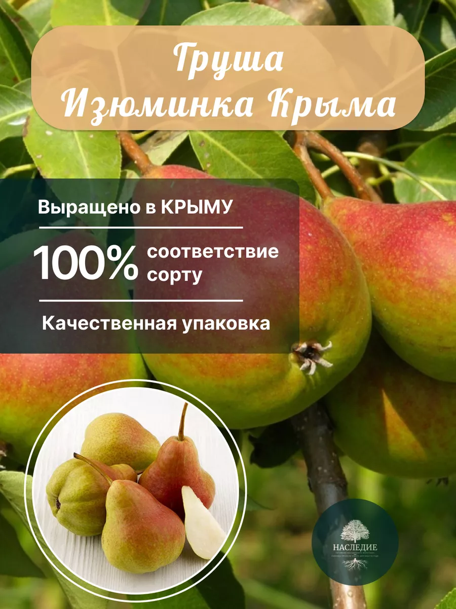 Груша Изюминка Крыма: особенности сорта и рекомендации