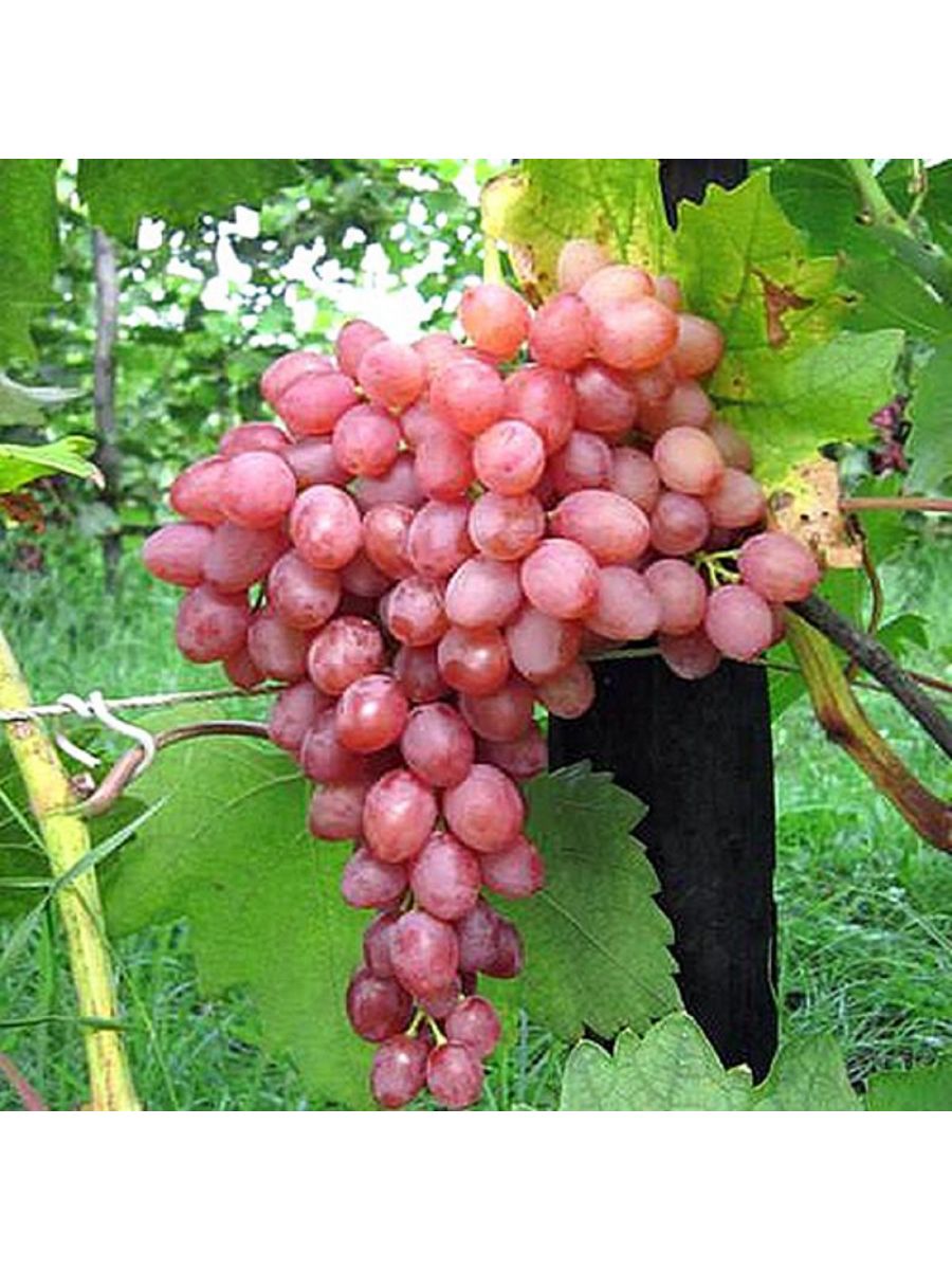 Саженцы винограда кишмиш