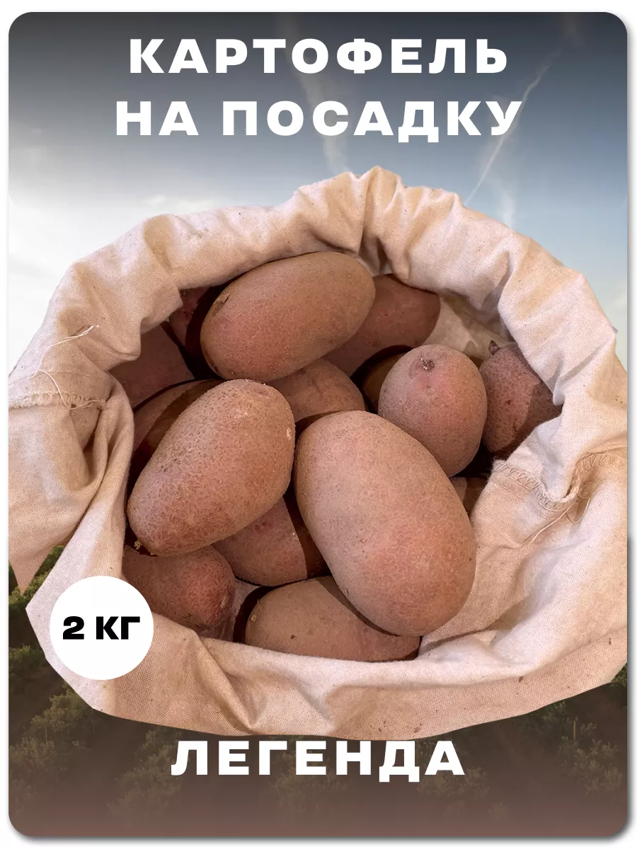 Картофель Легенда.