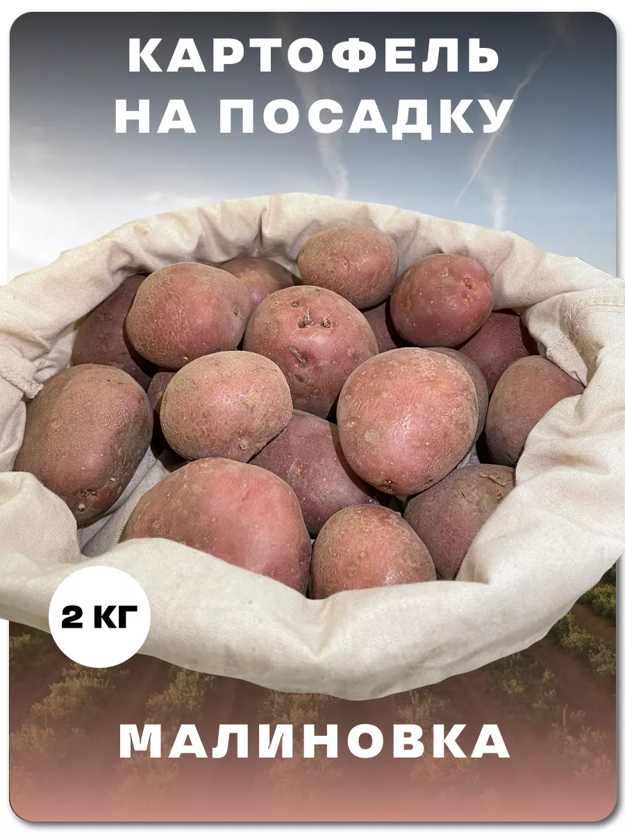 Семенной картофель 