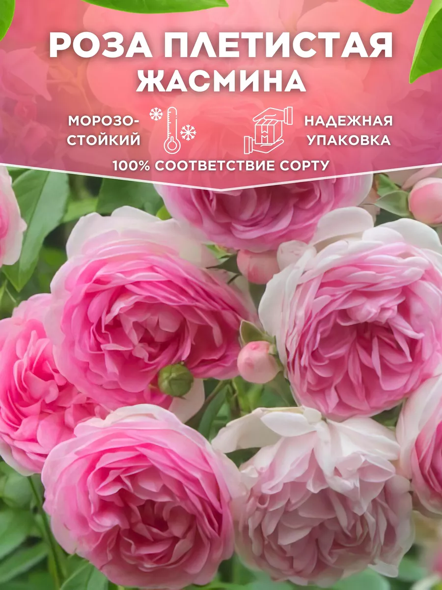 Саженцы розы...