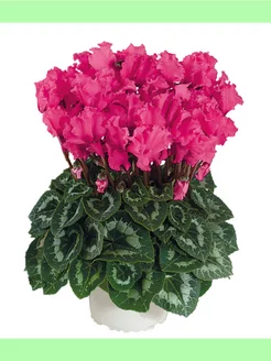 Цикламен (Cyclamen Halios curly rose indien 2575 ) Flower House 178891107 купить за 511 ₽ в интернет-магазине Wildberries