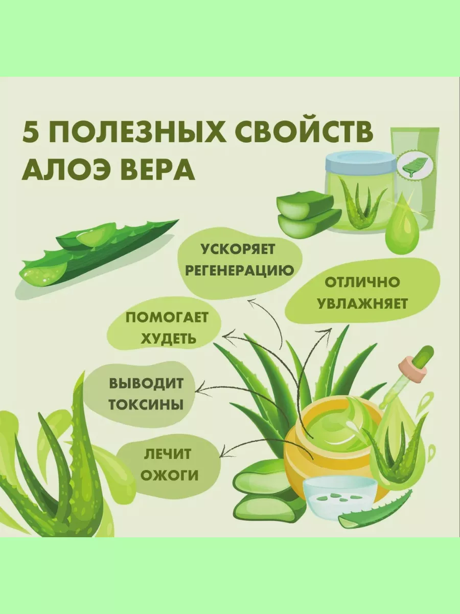 Лечебное алоэ Вера (Aloe vera) комнатное растение Flower House 178895556  купить в интернет-магазине Wildberries