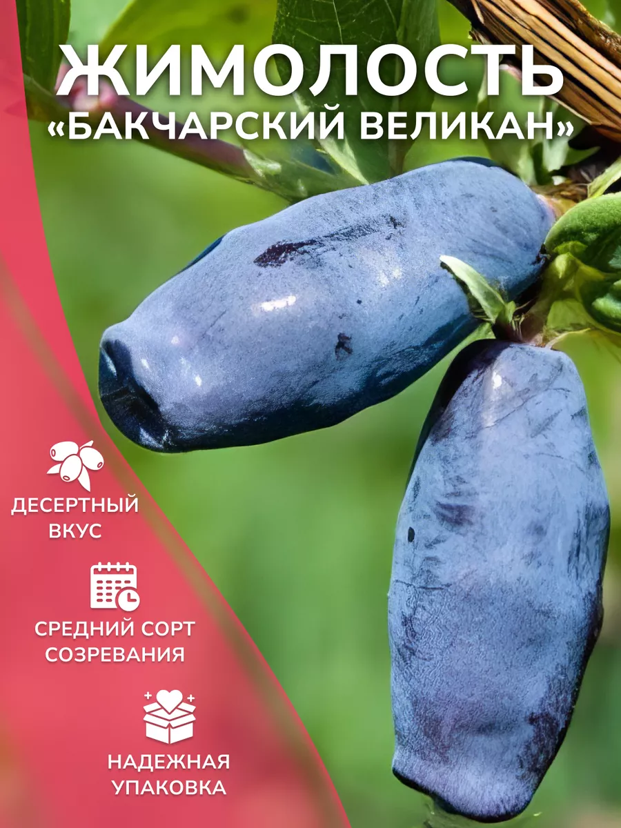 Жимолость Бакчарский великан Garden Seasons 179070364 купить в  интернет-магазине Wildberries