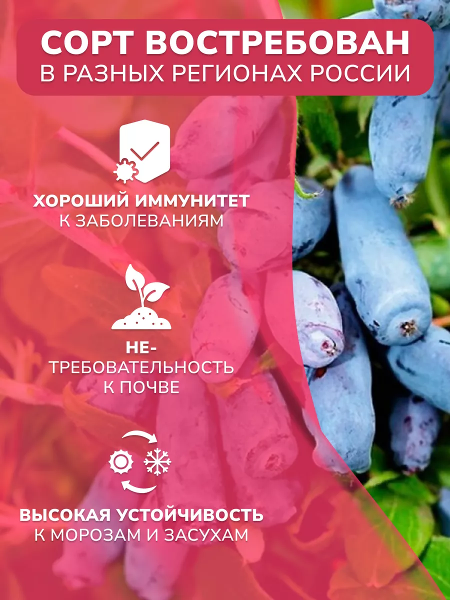 Жимолость Бакчарский великан Garden Seasons 179070364 купить в  интернет-магазине Wildberries