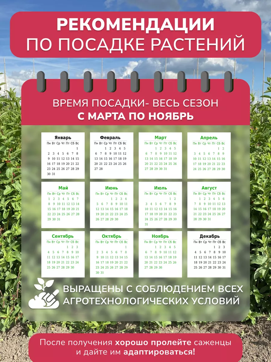 Жимолость Бакчарский великан Garden Seasons 179070364 купить в  интернет-магазине Wildberries