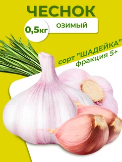 Чеснок на посадку озимый Шадейка 0.5 кг Посев 179103068 купить за 392 ₽ в интернет-магазине Wildberries