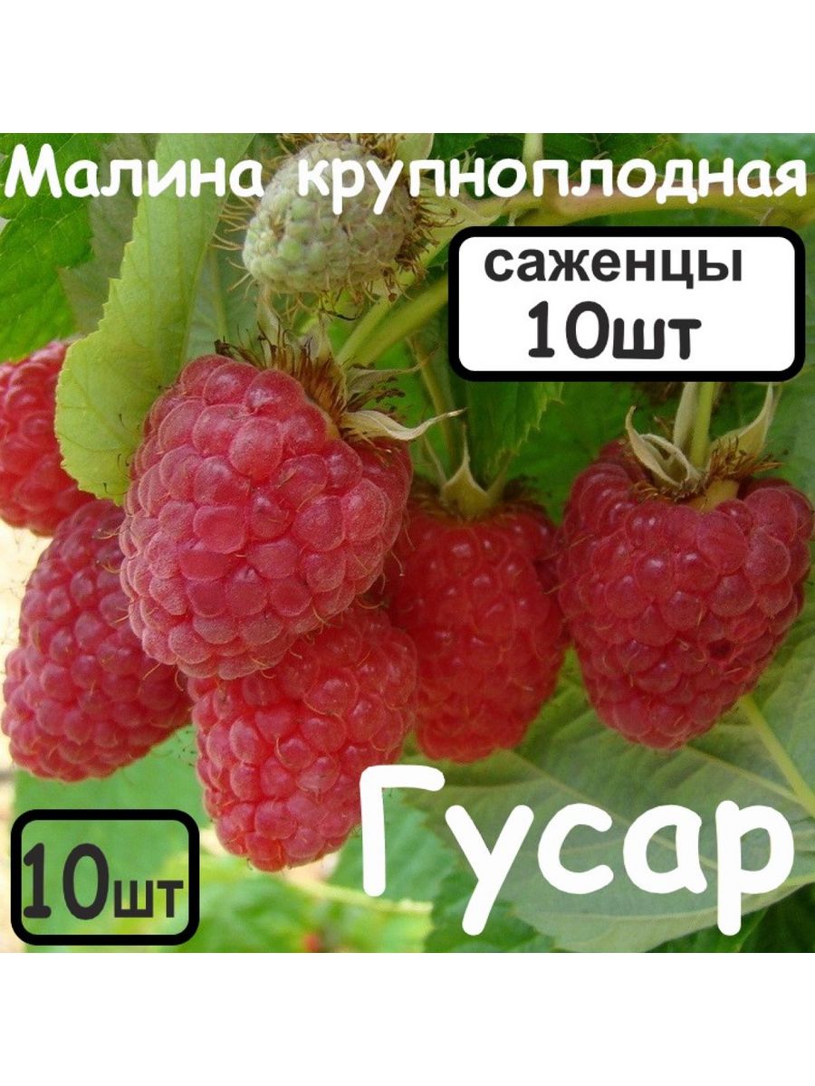 Малина Гусар. Малина Гусар описание. Малина Гусар отзывы. Малина Гусар описание сорта фото.