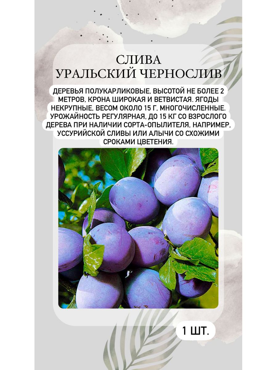 Уральский чернослив. Слива Заречная ранняя. Чернослив дерево. Слива Уральский чернослив дерево.