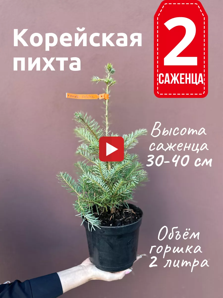 Корейская пихта саженец 30-40 см - 2 штуки Декоративные кустарники  179188602 купить в интернет-магазине Wildberries