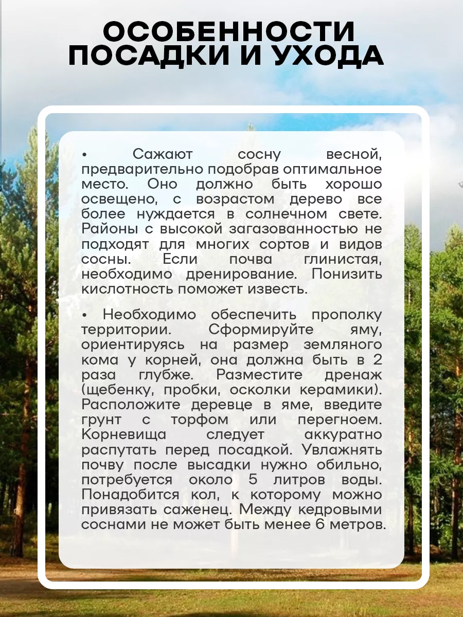 В лесу найдена привязанная к дереву за поводок несчастная собака