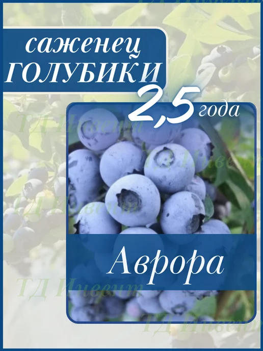 Город саженцев Саженец голубики Аврора 1шт, in Vitro