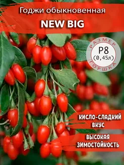 Годжи обыкновенная New Big Садовые Растения 179237769 купить за 303 ₽ в интернет-магазине Wildberries