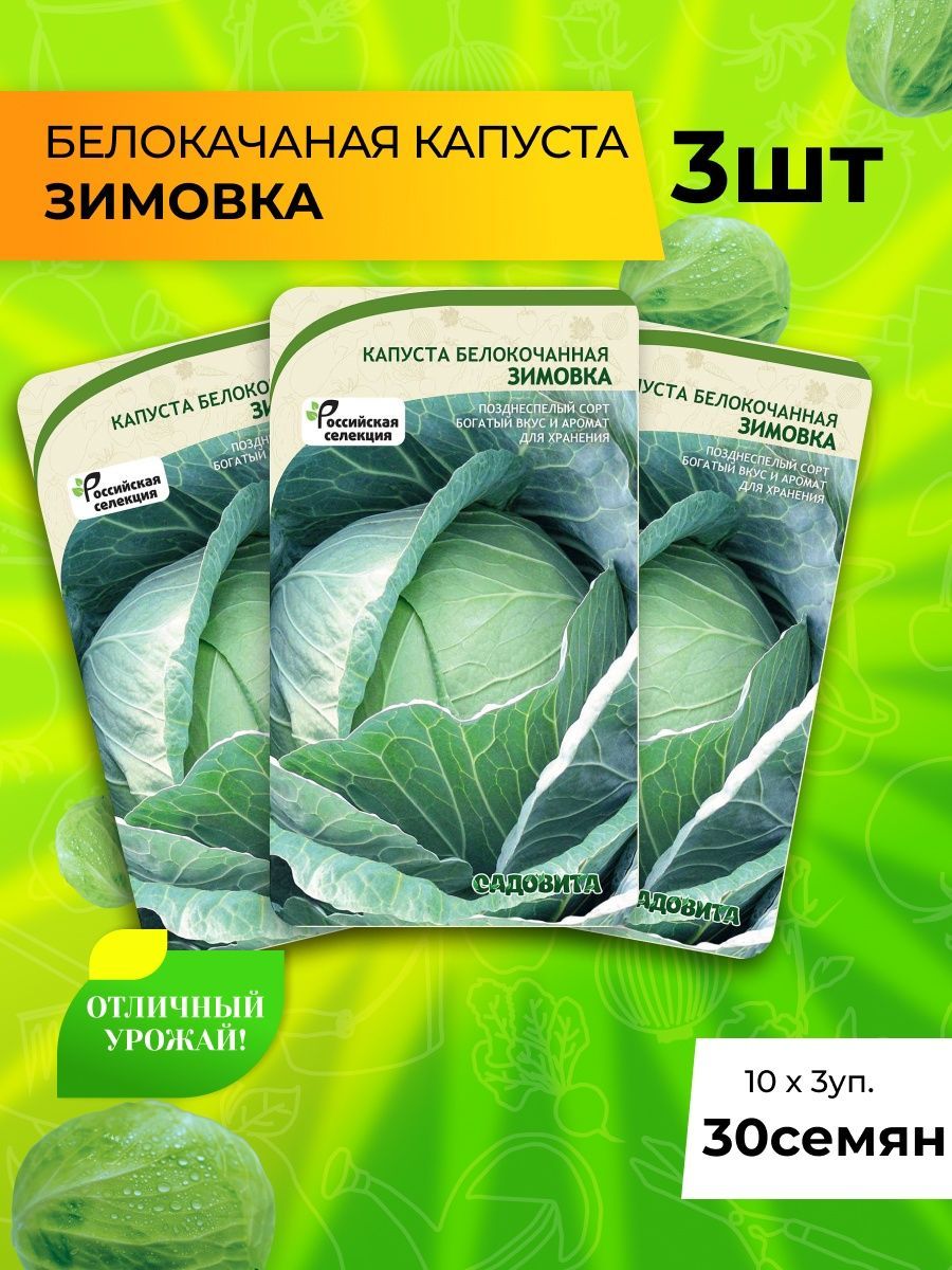 Капуста зимовка описание отзывы. Капуста зимовка. Капуста зимовка схема посадки.