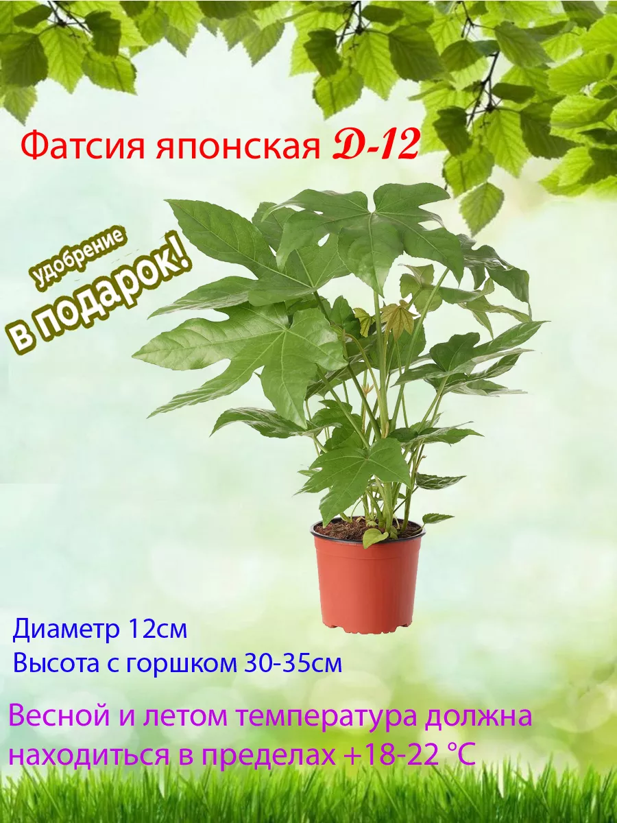 Живое растение Фатсия японская «японский каштан» d-12 Это наш сад 3  179494320 купить в интернет-магазине Wildberries