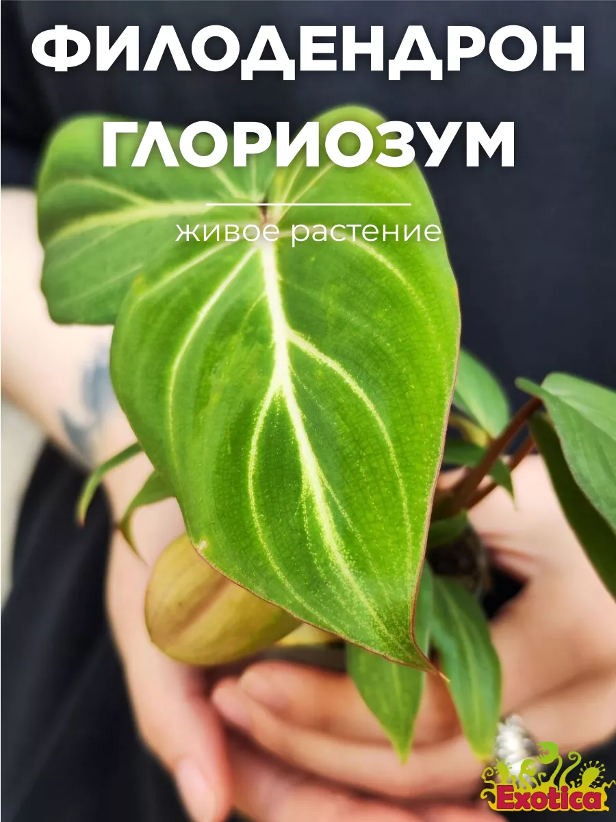 Филодендрон Глориозум (Philodendron Gloriosum) D6см Exotica 179555495  купить за 1 362 ₽ в интернет-магазине Wildberries