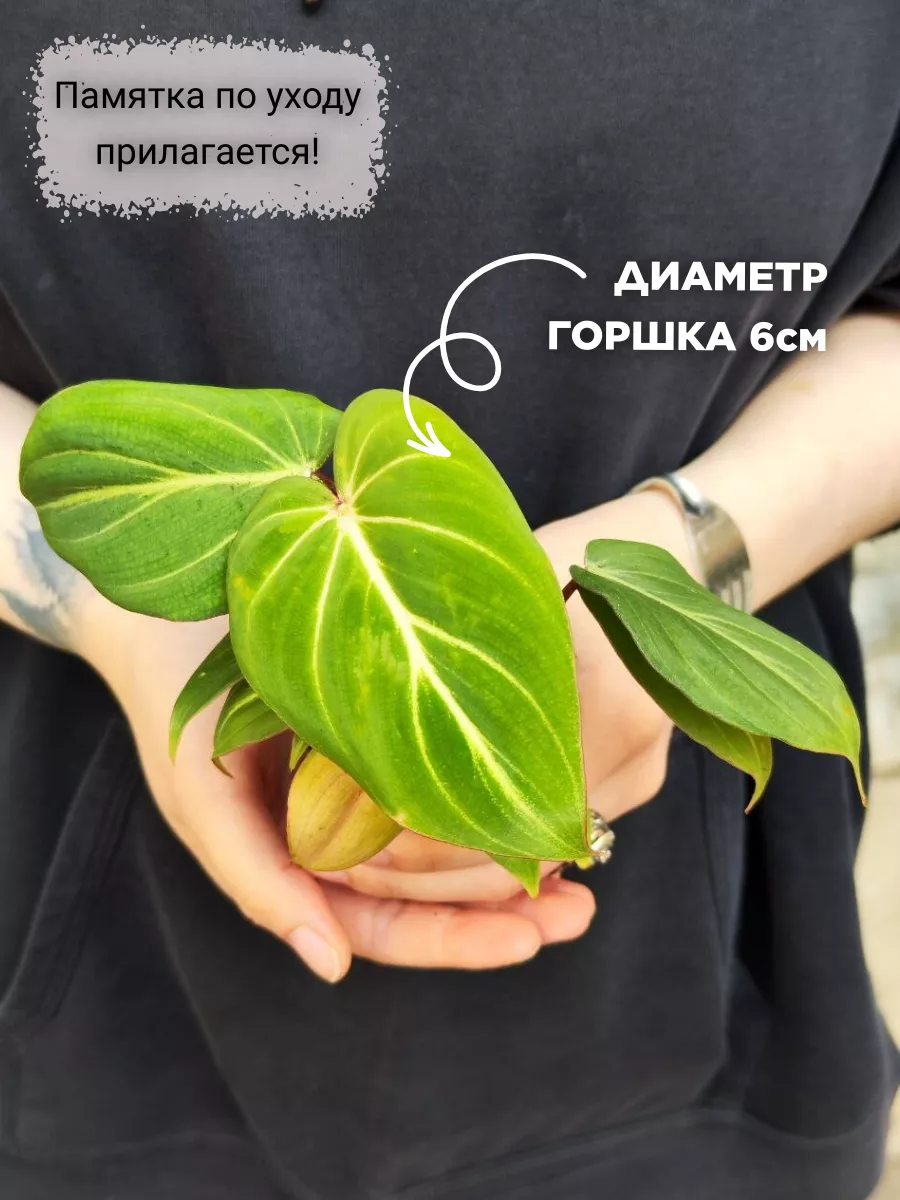 Филодендрон Глориозум (Philodendron Gloriosum) D6см Exotica 179555495  купить за 1 594 ₽ в интернет-магазине Wildberries