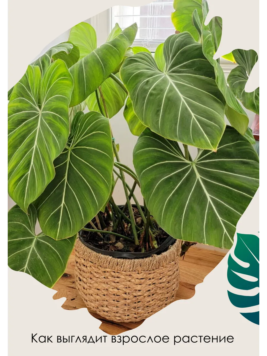 Филодендрон Глориозум (Philodendron Gloriosum) D6см Exotica 179555495  купить за 1 594 ₽ в интернет-магазине Wildberries