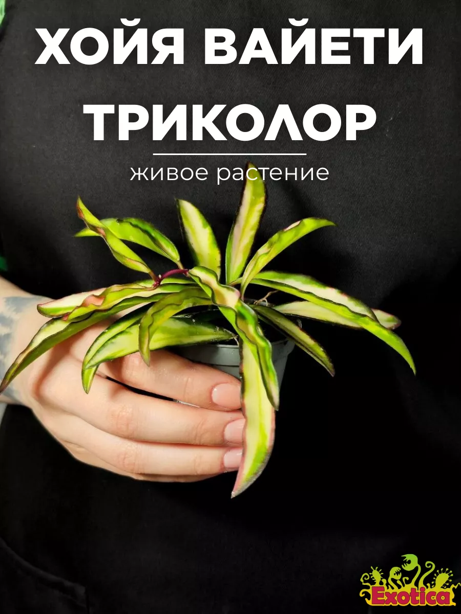 Хойя Вайети Триколор (Hoya Wayetii Tricolor) D6см Exotica 179613192 купить  в интернет-магазине Wildberries