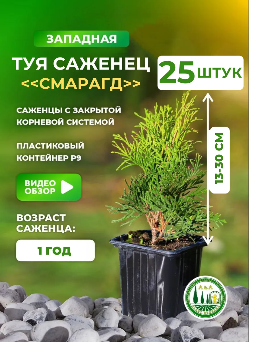 Саженец...