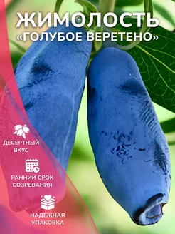 Жимолость Голубое Веретено саженец Garden Seasons 179636083 купить за 409 ₽ в интернет-магазине Wildberries