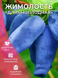 Жимолость Длинноплодная саженец Garden Seasons 179636234 купить за 409 ₽ в интернет-магазине Wildberries