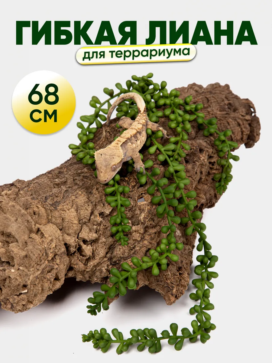 Растение для террариума, суккулент