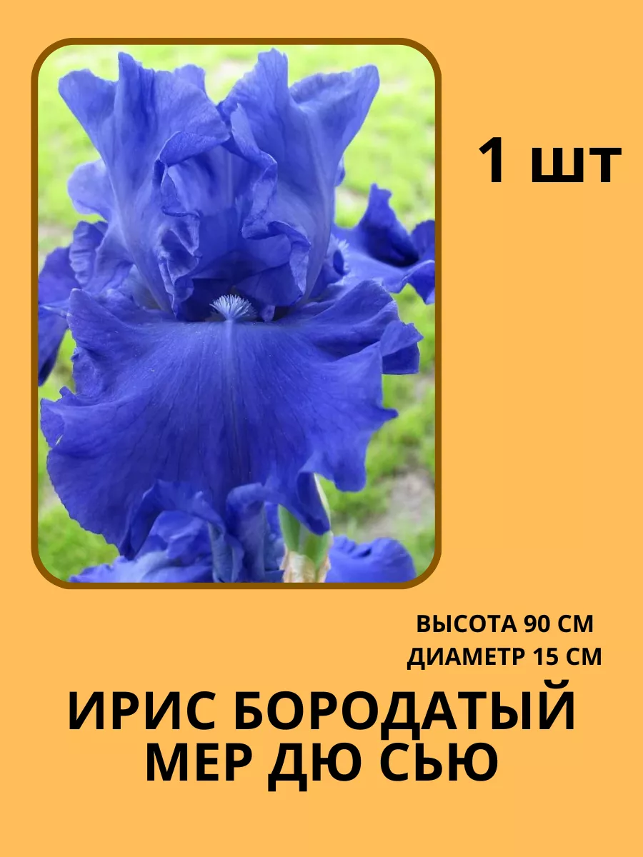 Ирис бородатый/Корень ириса Жемчужина сада 179684102 купить за 315 ₽ в  интернет-магазине Wildberries