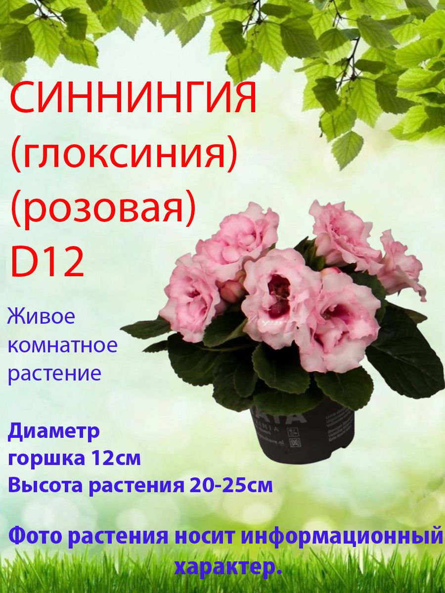 Синнингия (Глоксиния), розовая, D12 (живое растение) Цветы в доме 179864088  купить в интернет-магазине Wildberries