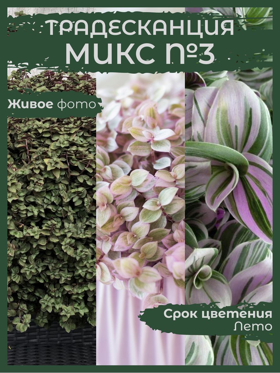 Традесканция Микс №3 Сад Натали 179867109 купить за 440 ₽ в  интернет-магазине Wildberries