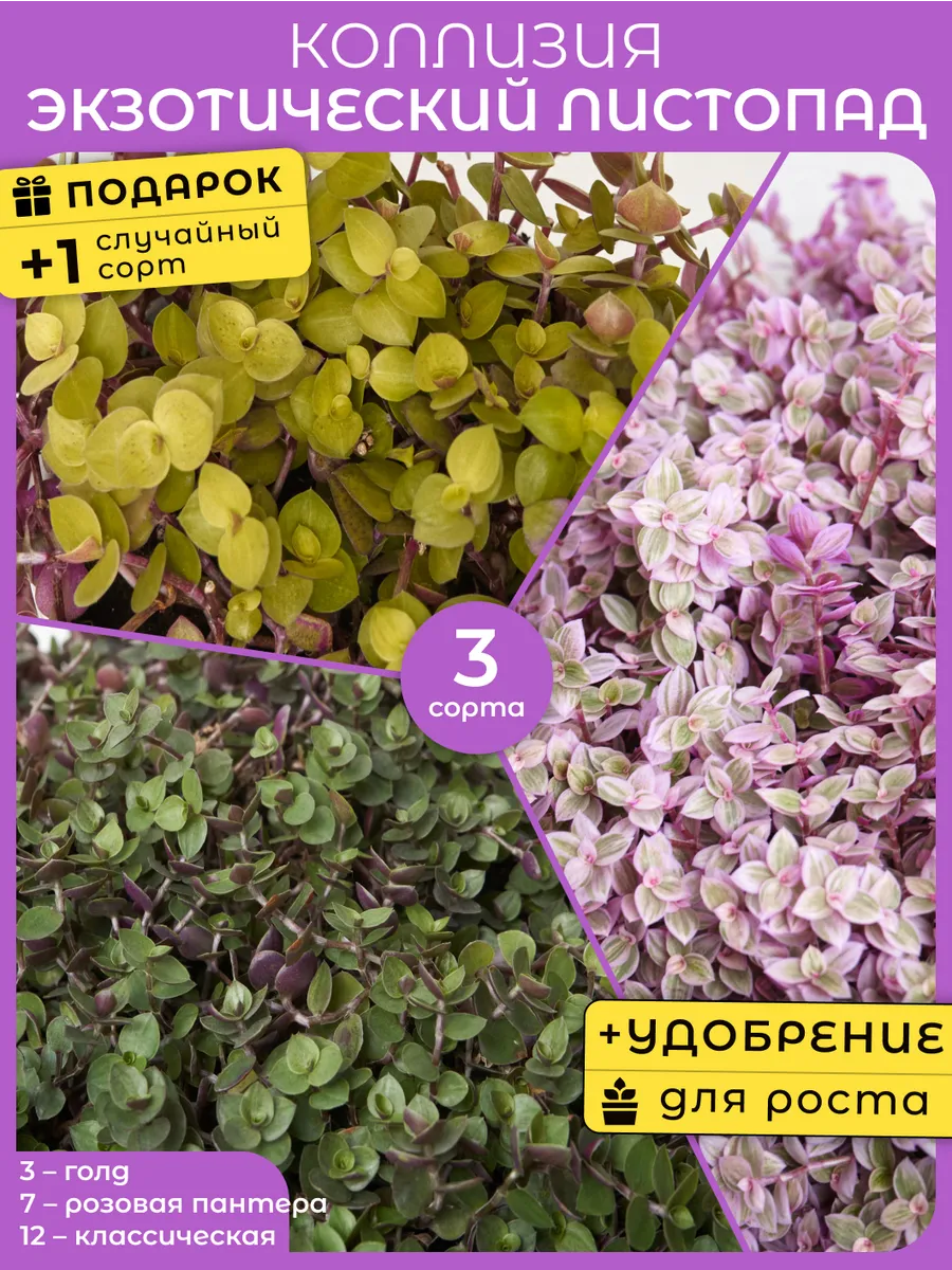 Комнатные растения живые Коллизия Экзотический листопад