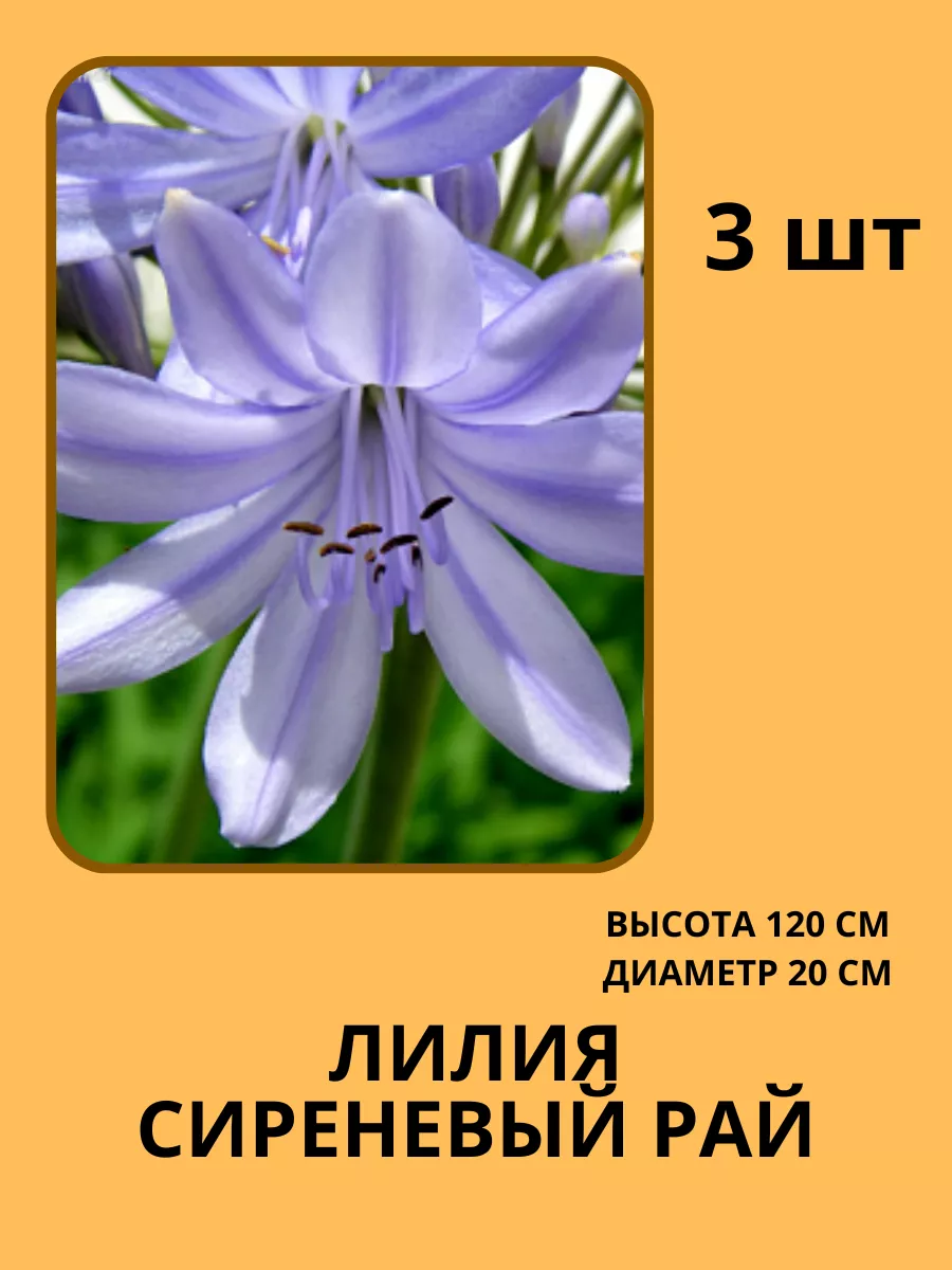 Восточная лилия/Азиатская лилия Жемчужина Сада 179874995 купить за 339 ₽ в  интернет-магазине Wildberries