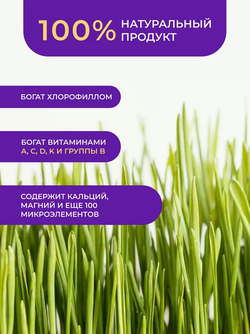 FIOLA Витграсс Порошок ростков пшеницы, 100 г, 100 г, фото 3