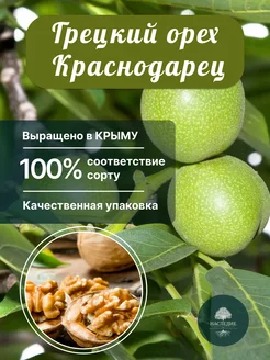 Саженцы Грецкий орех Краснодарец Питомник Наследие 180006495 купить за 379 ₽ в интернет-магазине Wildberries