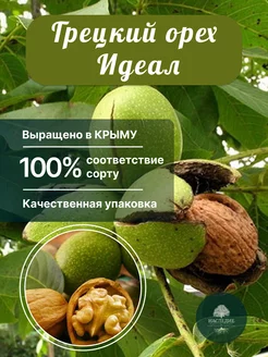 Саженцы Грецкий орех Идеал Питомник Наследие 180006819 купить за 379 ₽ в интернет-магазине Wildberries