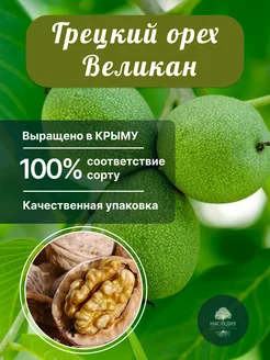 Саженцы Грецкий орех Великан Питомник Наследие 180007274 купить за 369 ₽ в интернет-магазине Wildberries