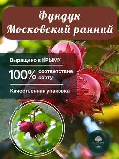 Саженцы Фундук Московский ранний Питомник Наследие 180007536 купить за 447 ₽ в интернет-магазине Wildberries