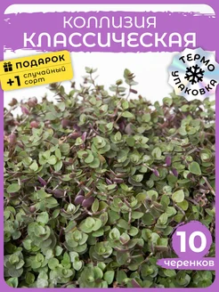 Живой цветок Коллизия Классическая черенки 10шт Сад Натали 180009853 купить за 314 ₽ в интернет-магазине Wildberries