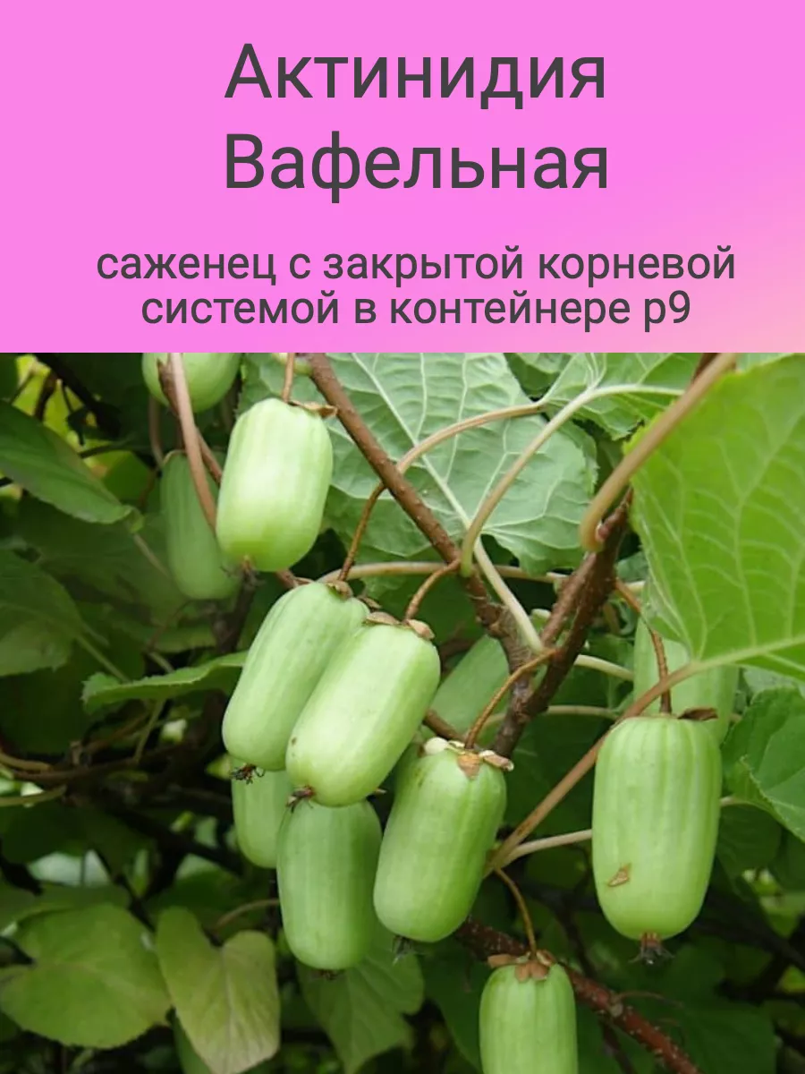 Главные отличия от прочих разновидностей