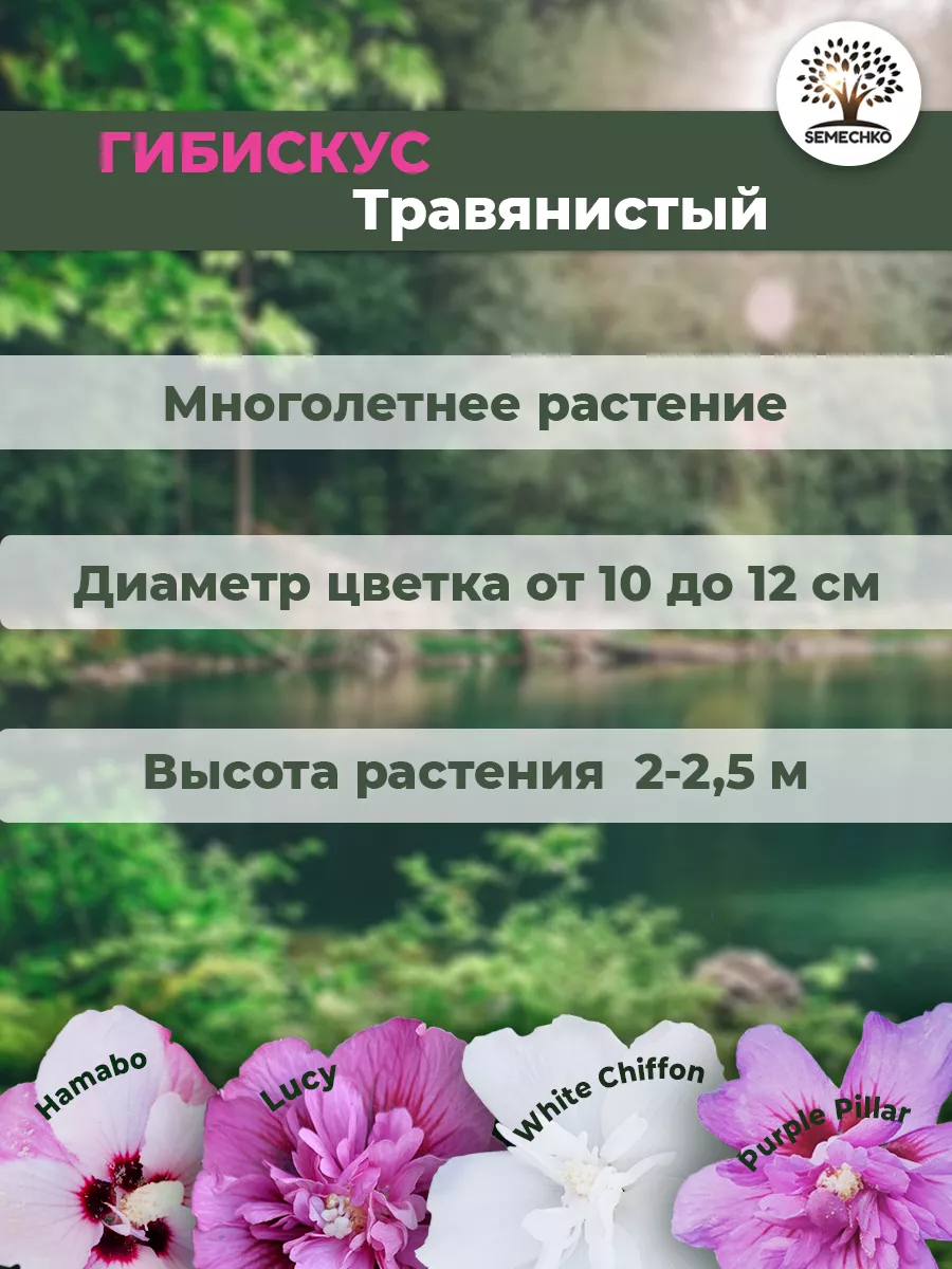 ТРАВЯНИСТЫЕ ГИБИСКУСЫ И МАЛЬВЫ