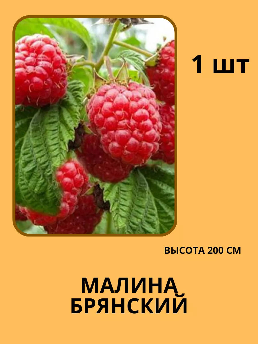 Малина куст/Саженцы малины Жемчужина Сада 180079145 купить за 648 ₽ в  интернет-магазине Wildberries