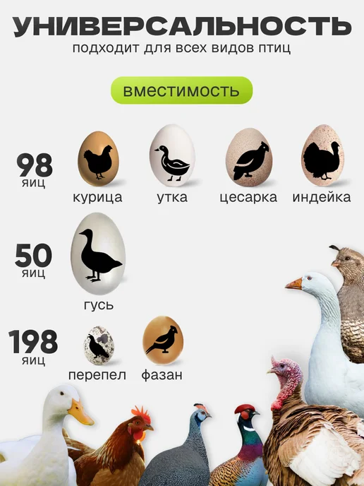 золушка Инкубатор на 98 яиц автоматический с вентилятором 220 и 12В, вариант, фото 3